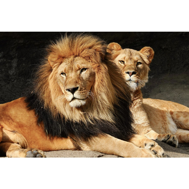 Quadro decorativo leão 90x60cm. foto em alta resolução em tecido sintético de alta qualidade.
