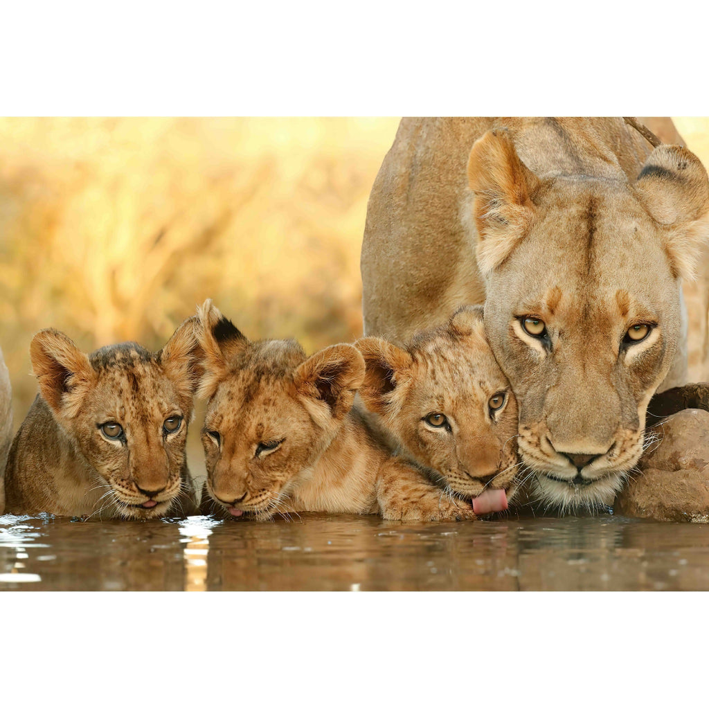 Quadro decorativo leão 90x60cm. foto em alta resolução em tecido sintético de alta qualidade.