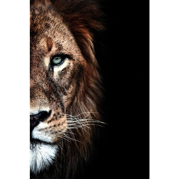 Quadro decorativo leão 90x60cm. foto em alta resolução em tecido sintético de alta qualidade.