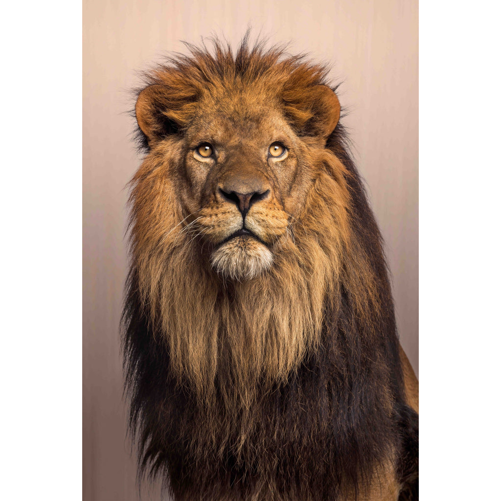 Quadro decorativo leão 90x60cm. foto em alta resolução em tecido sintético de alta qualidade.