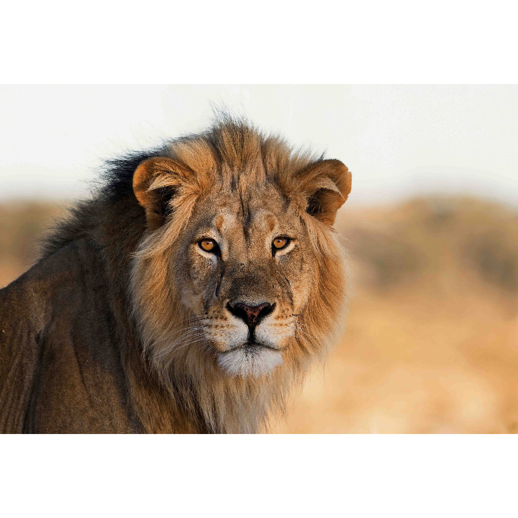 Quadro decorativo leão 90x60cm. foto em alta resolução em tecido sintético de alta qualidade.