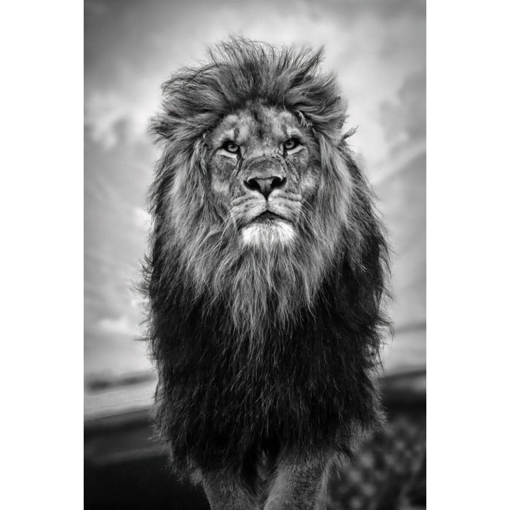 Quadro decorativo leão 90x60cm. foto em alta resolução em tecido sintético de alta qualidade.