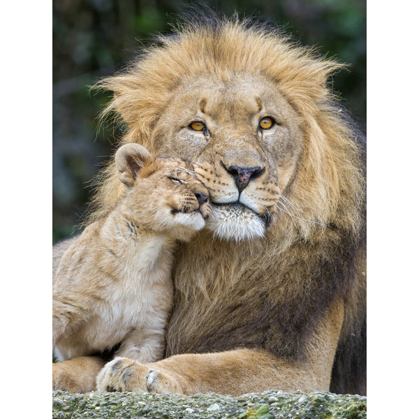 Quadro decorativo leão 90x60cm. foto em alta resolução em tecido sintético de alta qualidade.