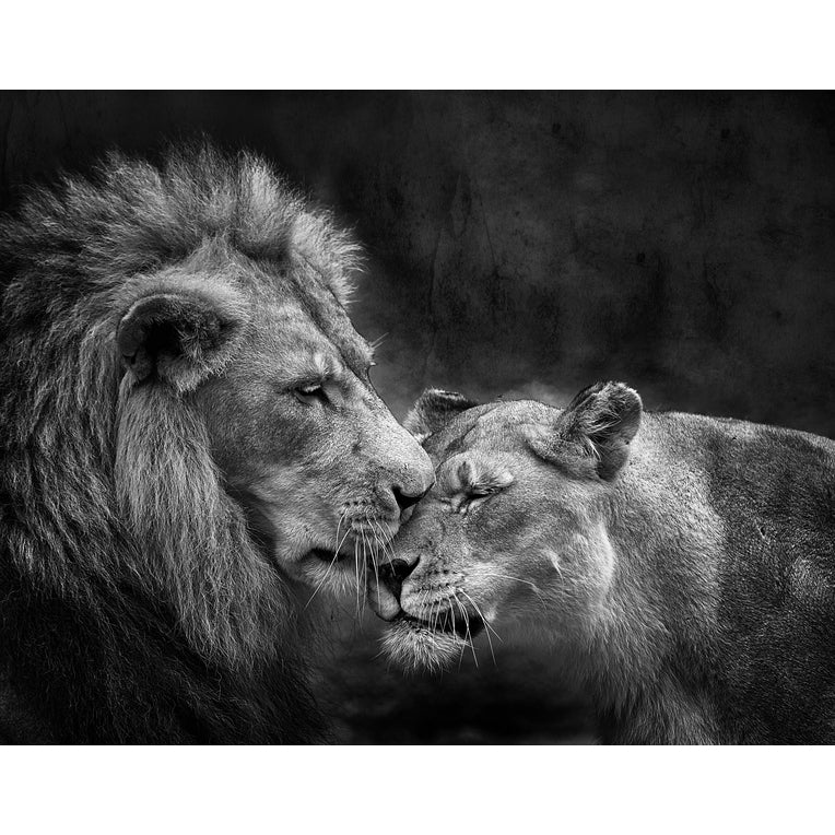 Quadro decorativo leão 90x60cm. foto em alta resolução em tecido sintético de alta qualidade.