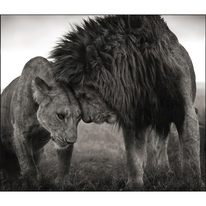 Quadro decorativo leão 90x60cm. foto em alta resolução em tecido sintético de alta qualidade.