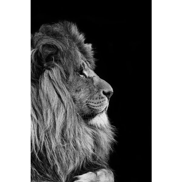 Quadro decorativo leão 90x60cm. foto em alta resolução em tecido sintético de alta qualidade.