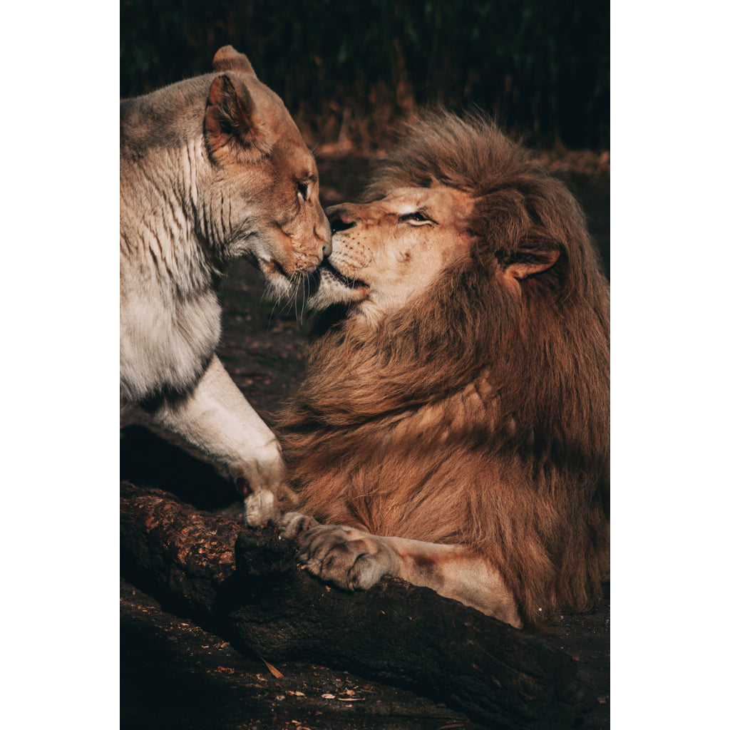 Quadro decorativo leão 90x60cm. foto em alta resolução em tecido sintético de alta qualidade.