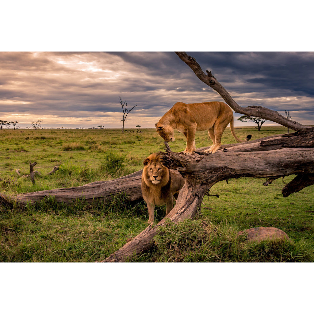 Quadro decorativo leão 90x60cm. foto em alta resolução em tecido sintético de alta qualidade.