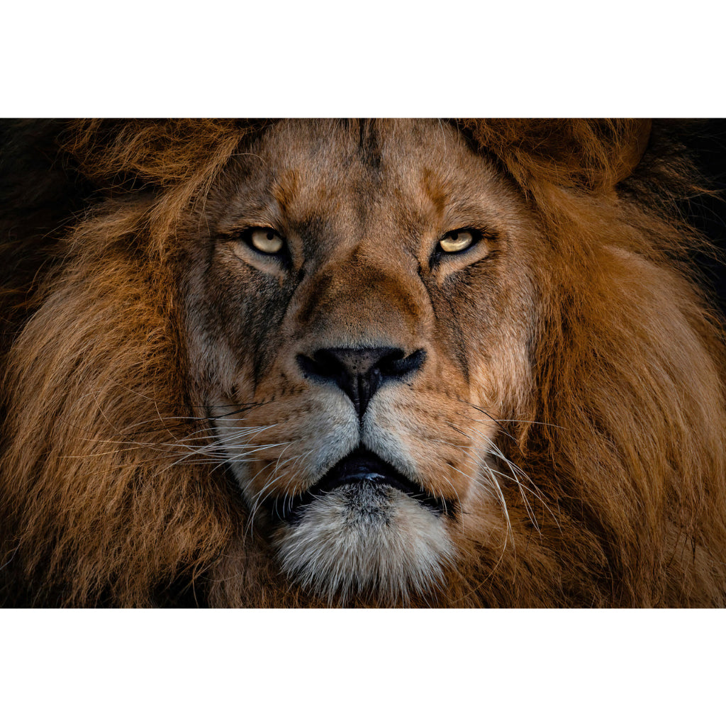 Quadro decorativo leão 90x60cm. foto em alta resolução em tecido sintético de alta qualidade.