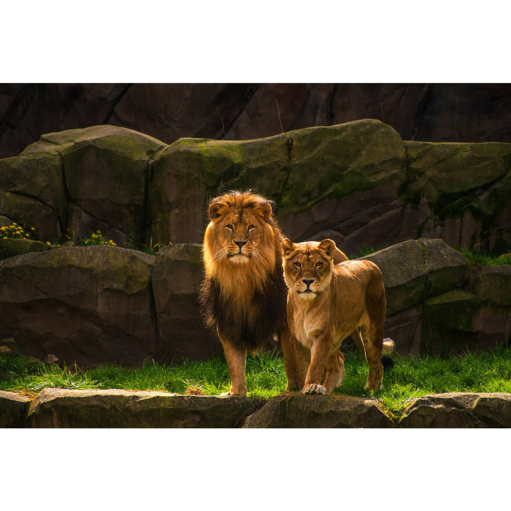 Quadro decorativo leão 90x60cm. foto em alta resolução em tecido sintético de alta qualidade.