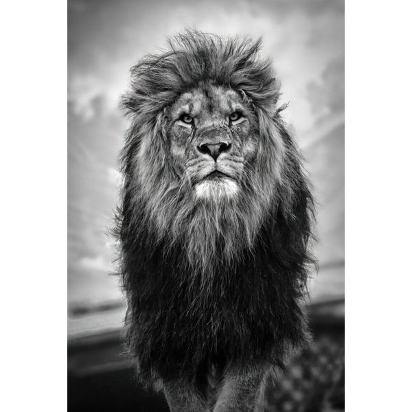 Quadro decorativo leão 90x60cm. foto em alta resolução em tecido sintético de alta qualidade.