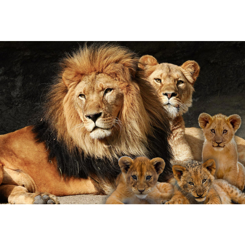 Quadro decorativo leão 90x60cm. foto em alta resolução em tecido sintético de alta qualidade.