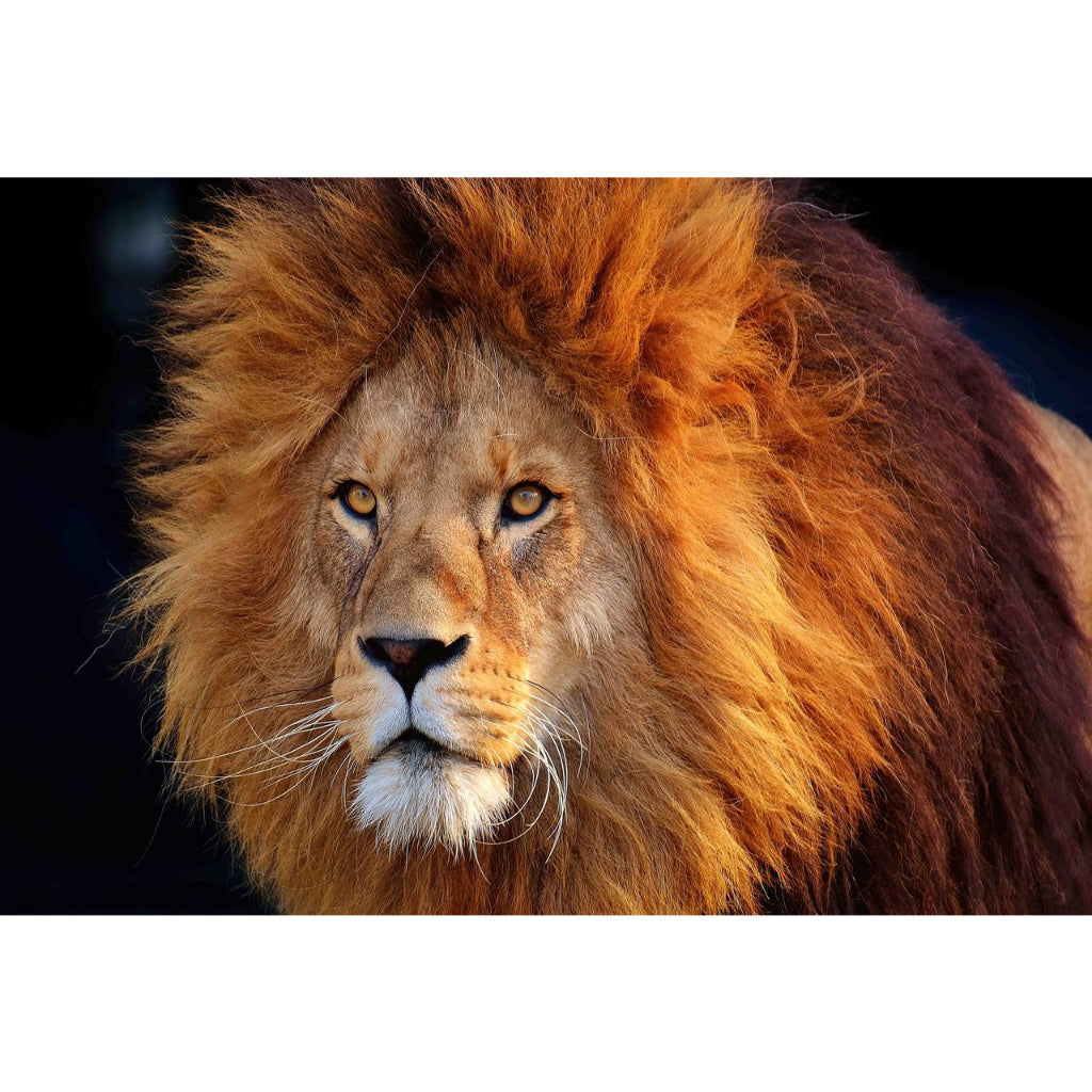 Quadro decorativo leão 90x60cm. foto em alta resolução em tecido sintético de alta qualidade.