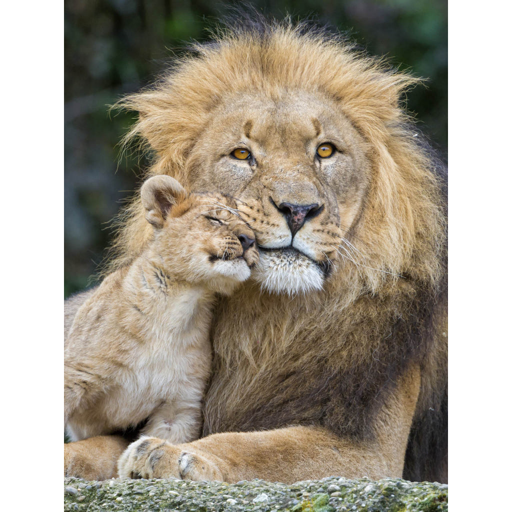 Quadro decorativo leão 90x60cm. foto em alta resolução em tecido sintético de alta qualidade.