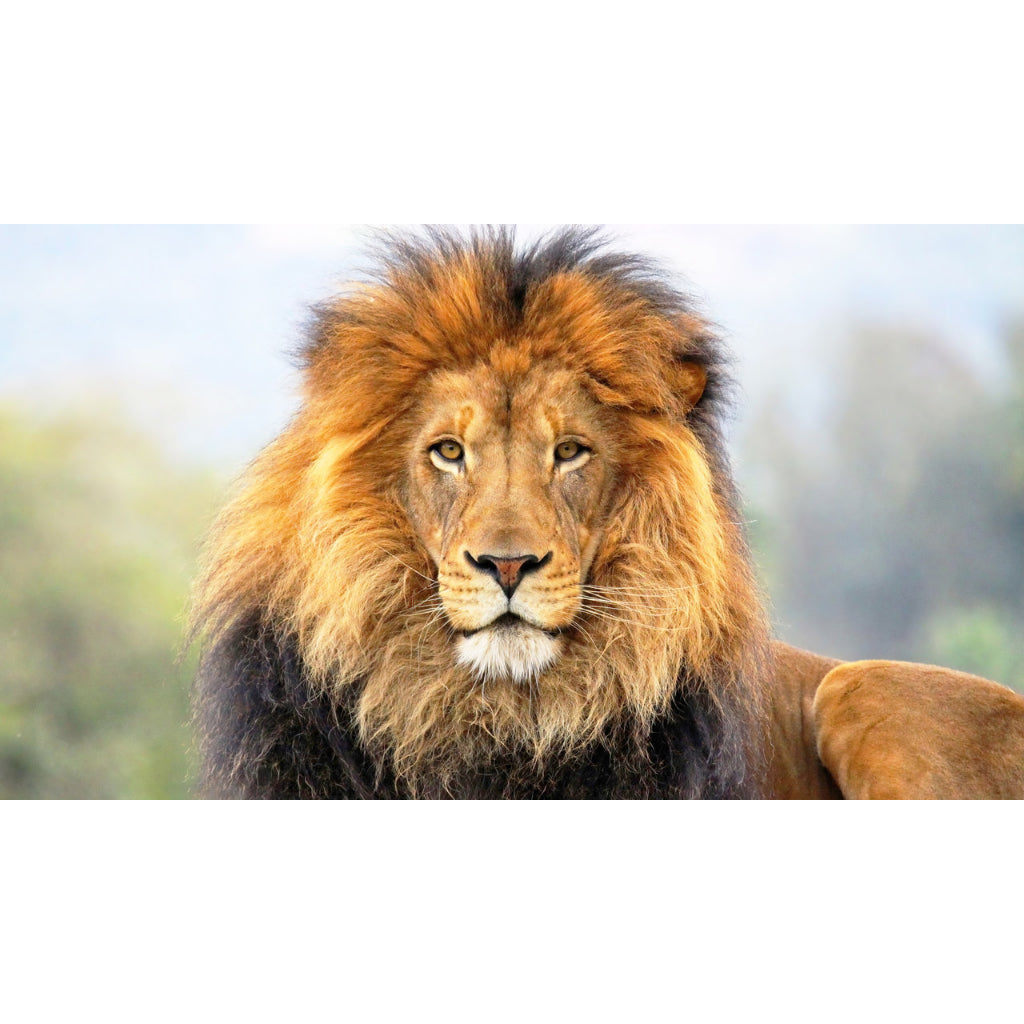 Quadro decorativo leão 90x60cm. foto em alta resolução em tecido sintético de alta qualidade.